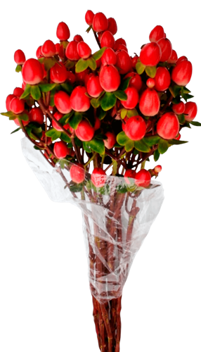 High quality Hypericum Pink plant